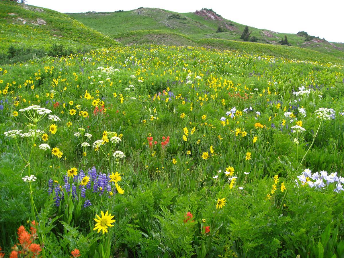 Purple Mountain Bed & Breakfast & Spa Crested Butte Exteriör bild